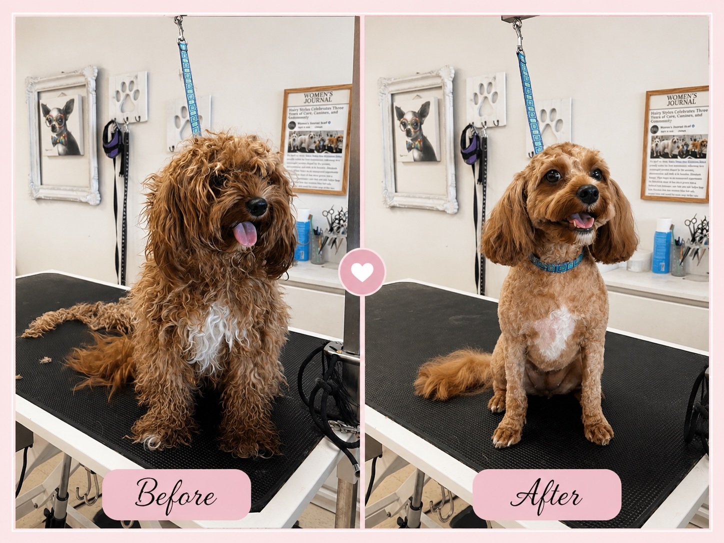 Dog grooming transformation