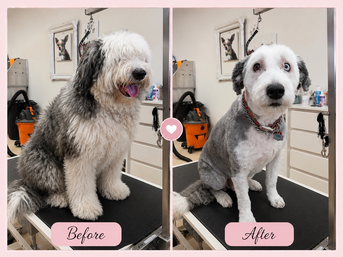 Dog grooming before and after