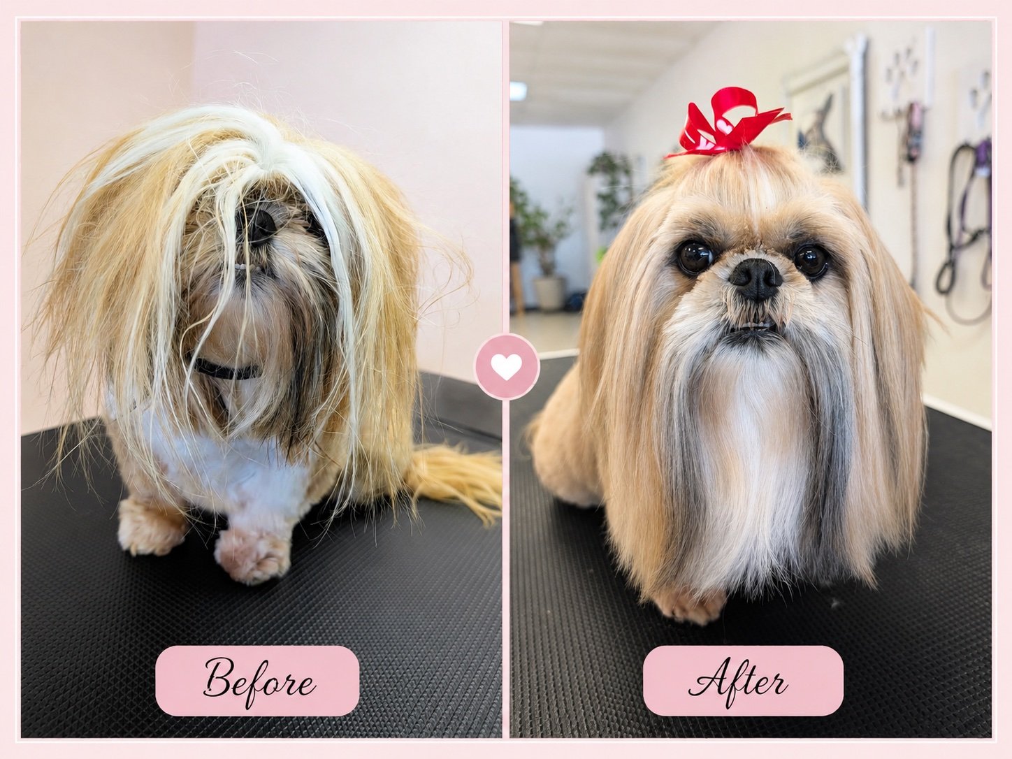Dog grooming transformation