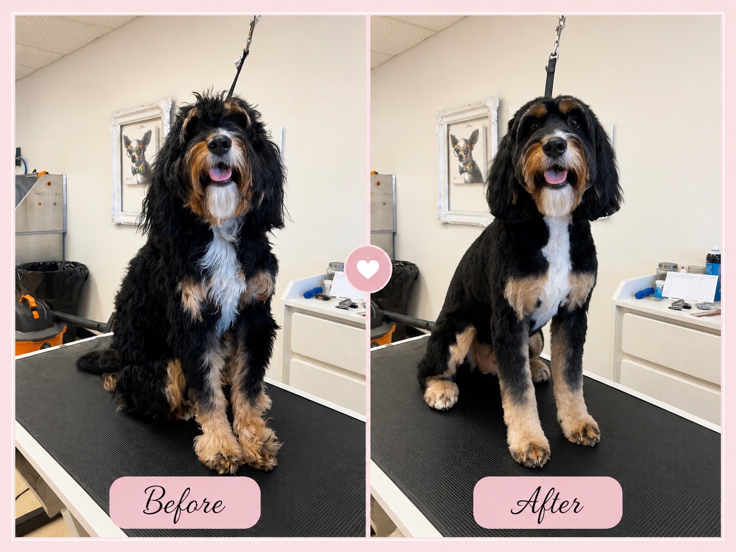 Dog grooming before and after