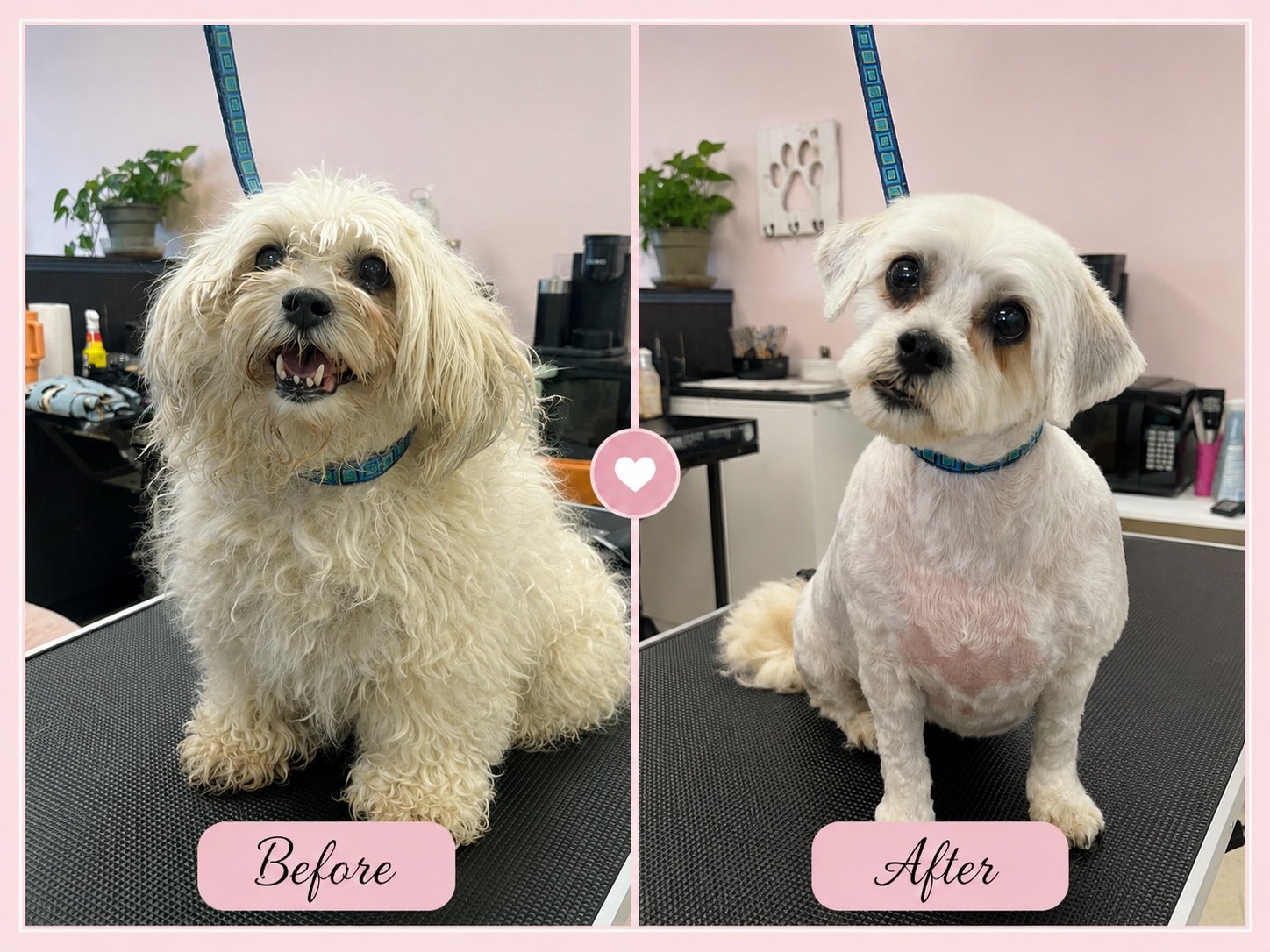 Dog grooming before and after