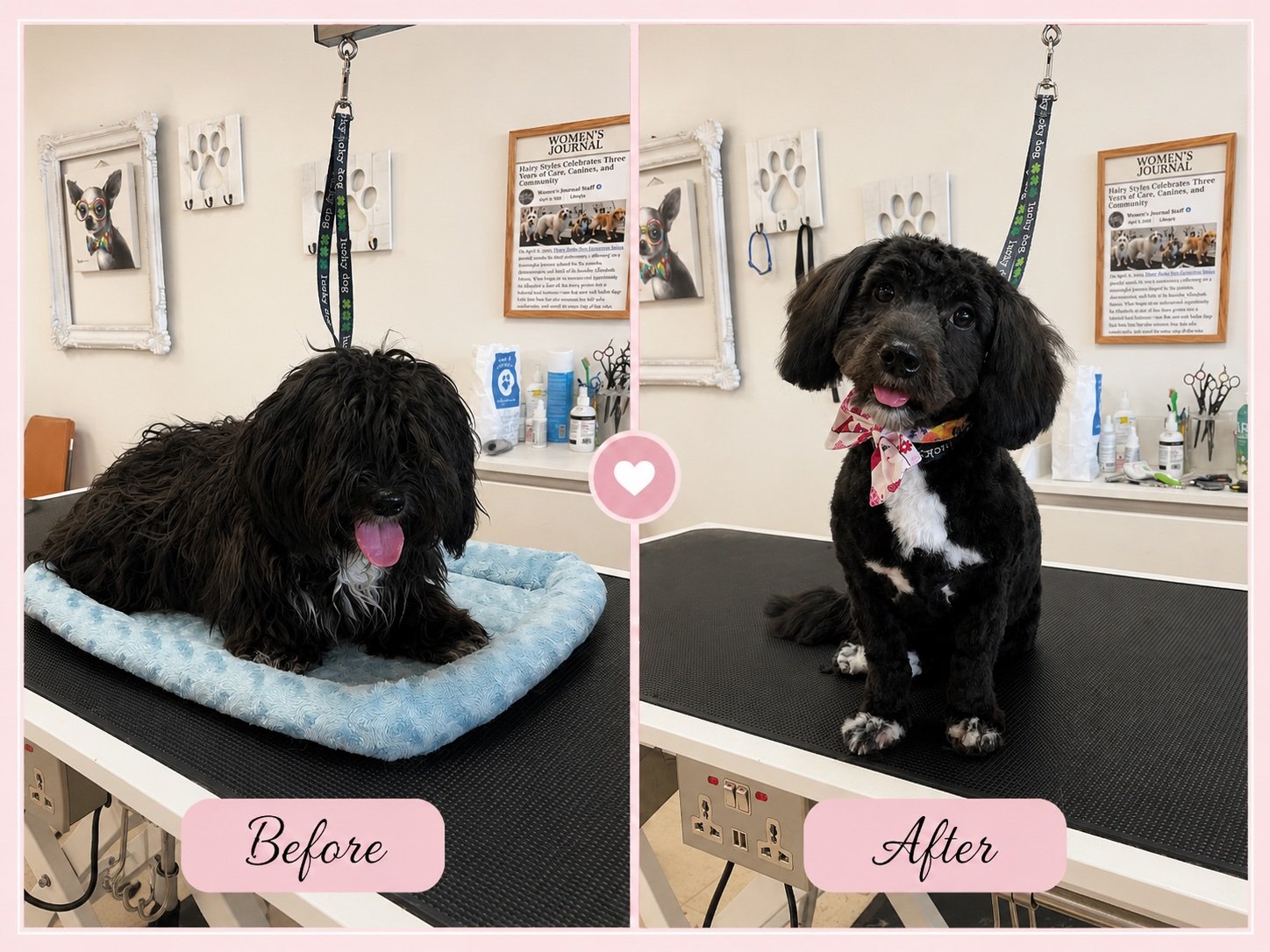 Dog grooming transformation