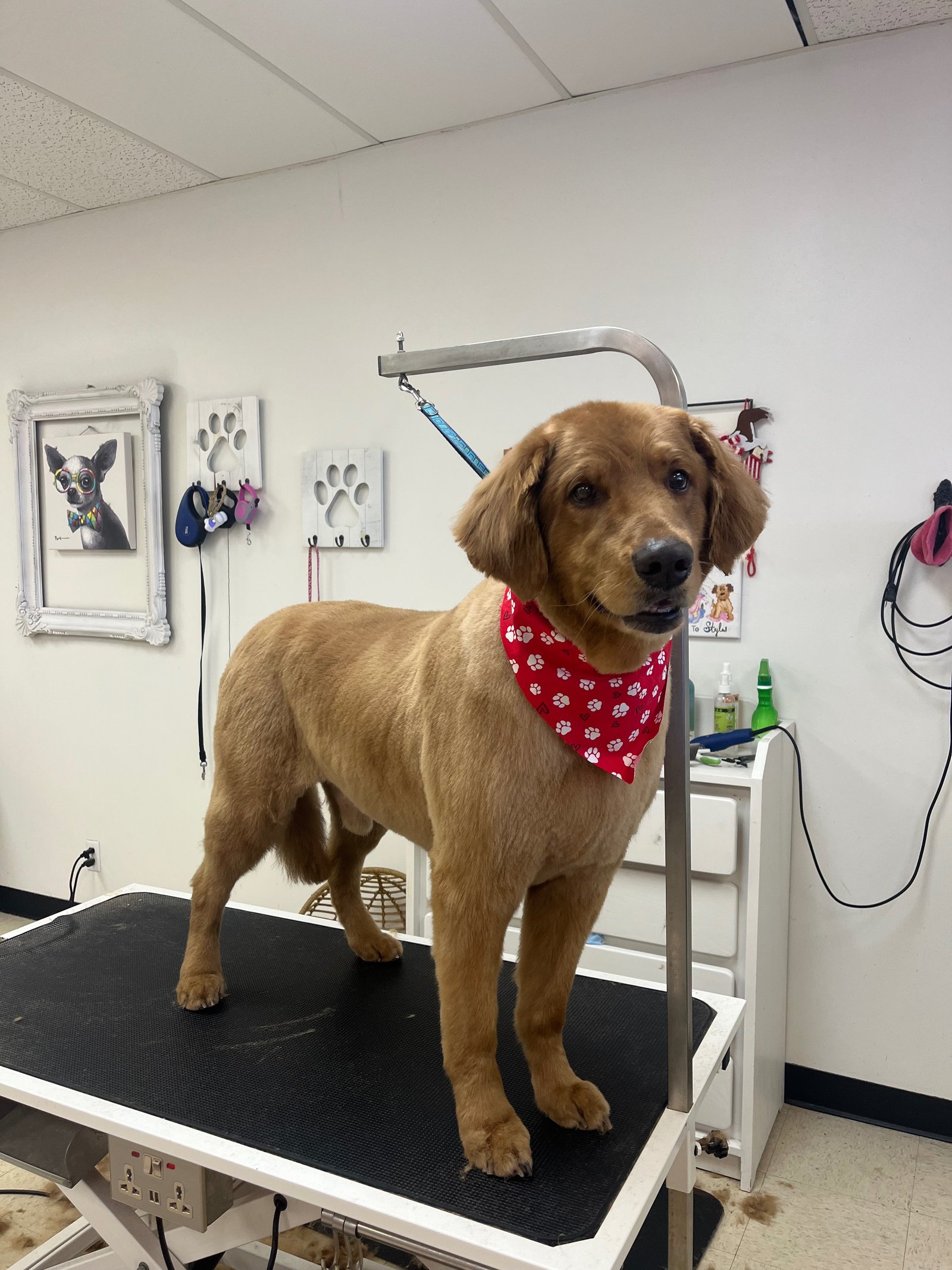 Groomed dog