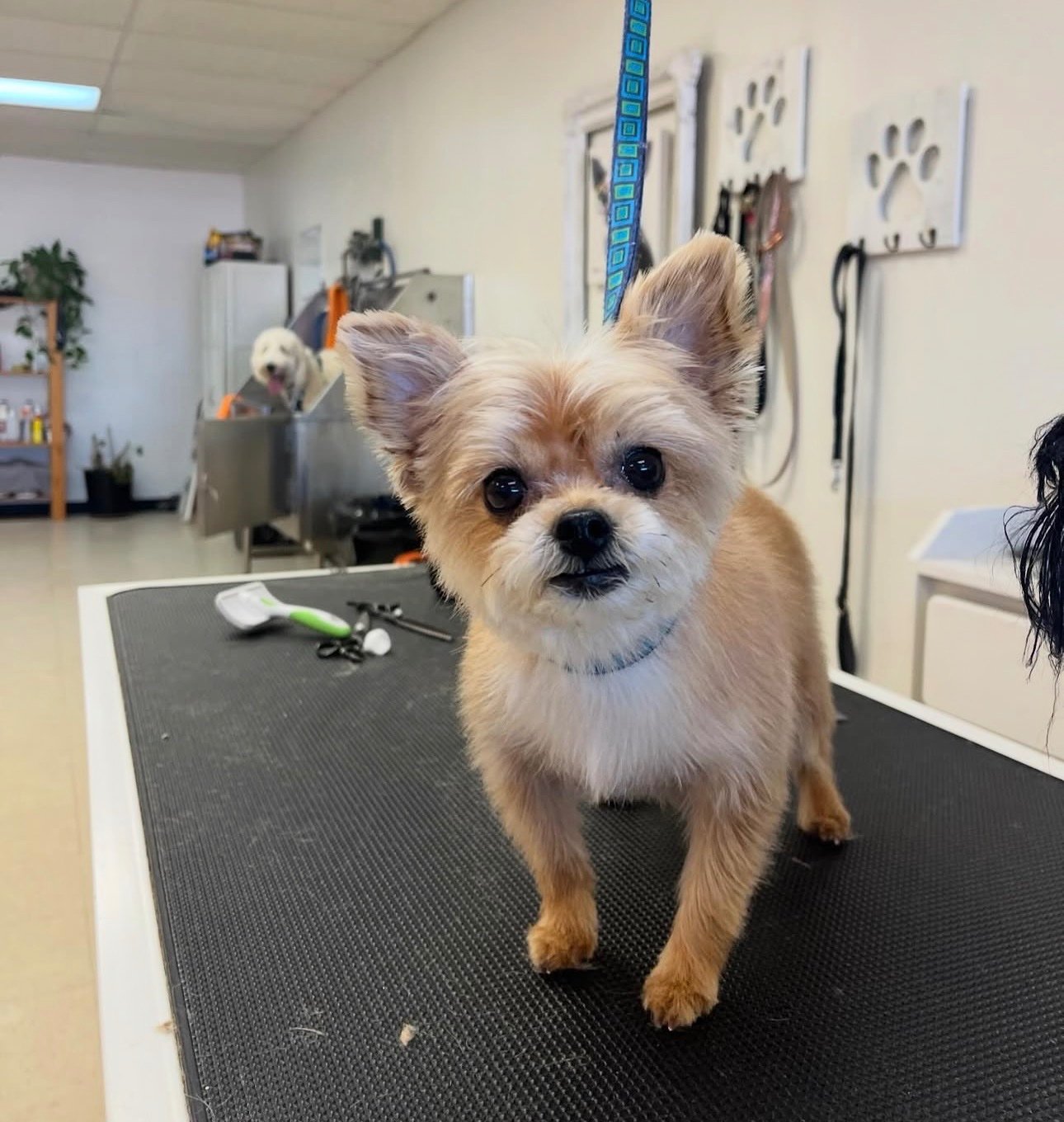 Groomed dog