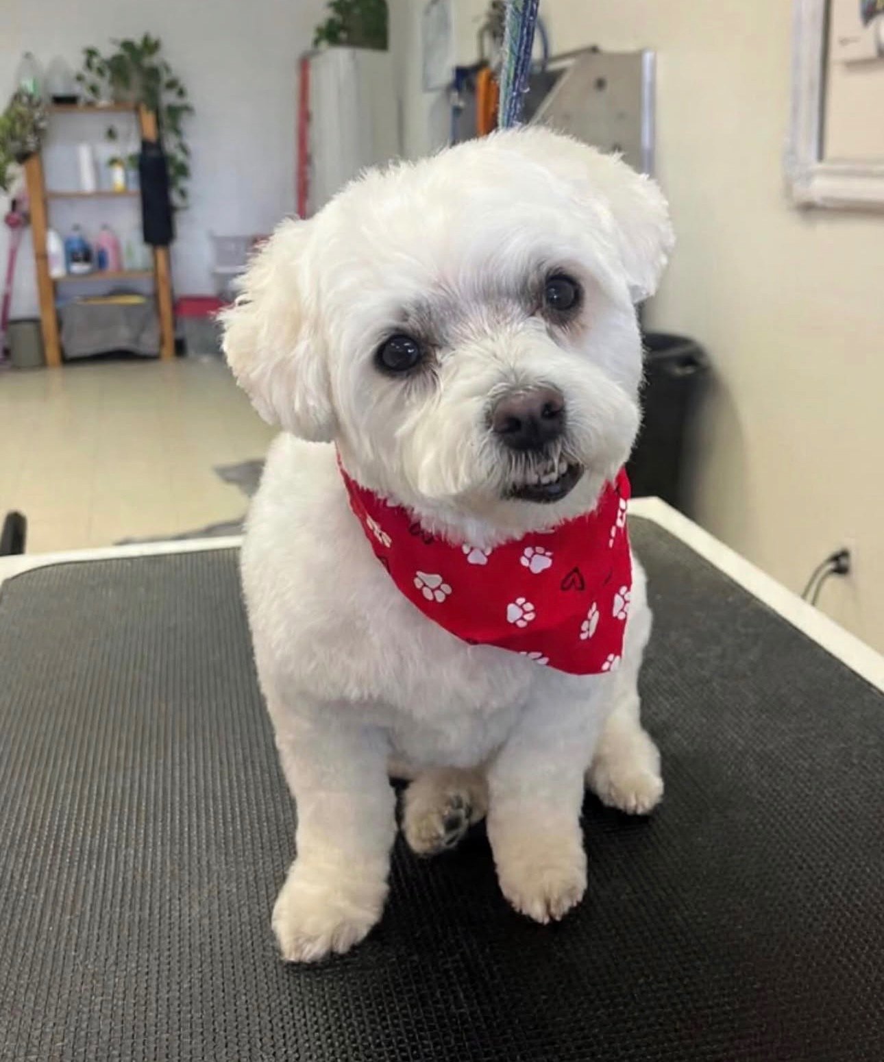 Groomed dog
