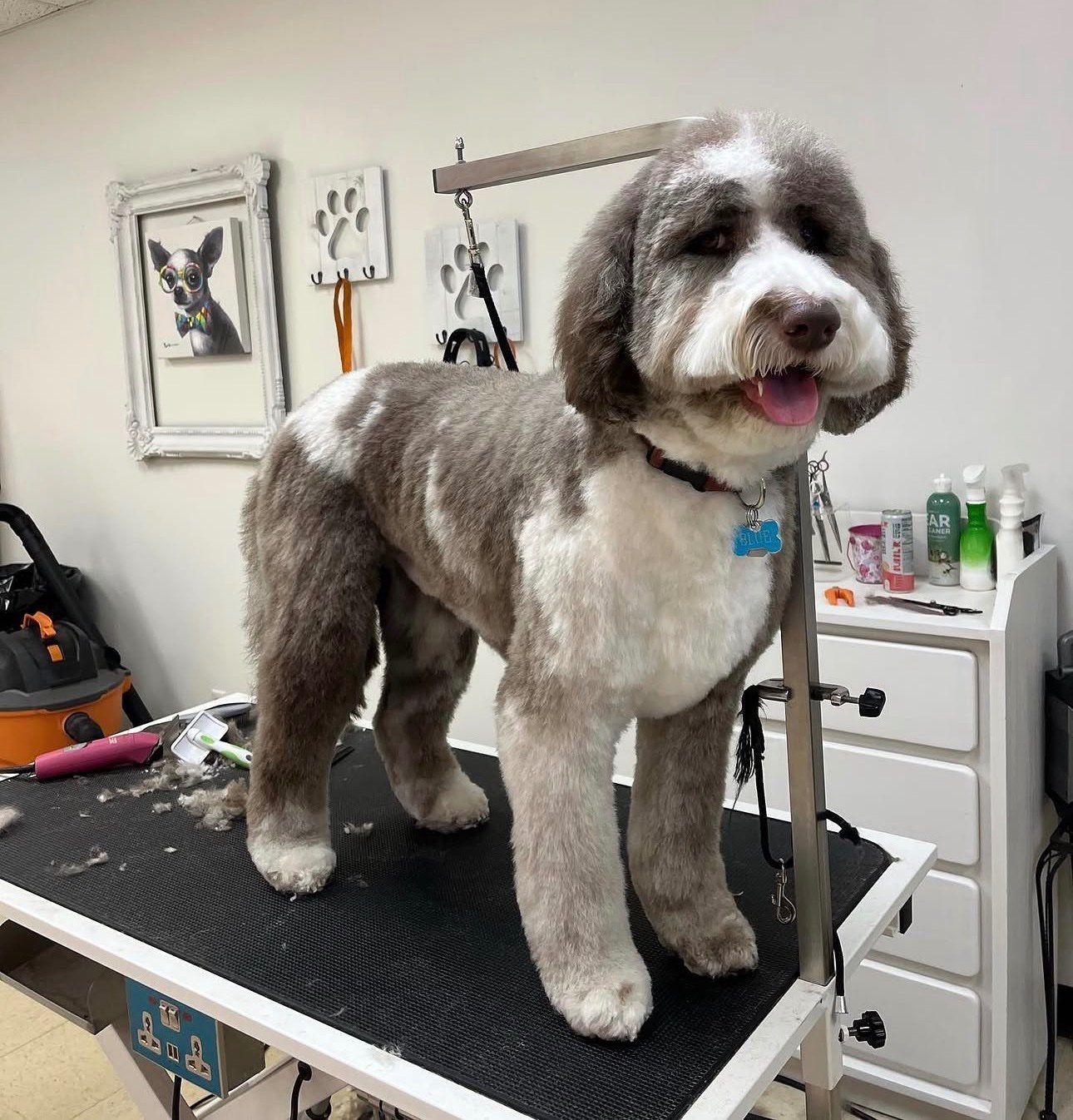 Groomed dog