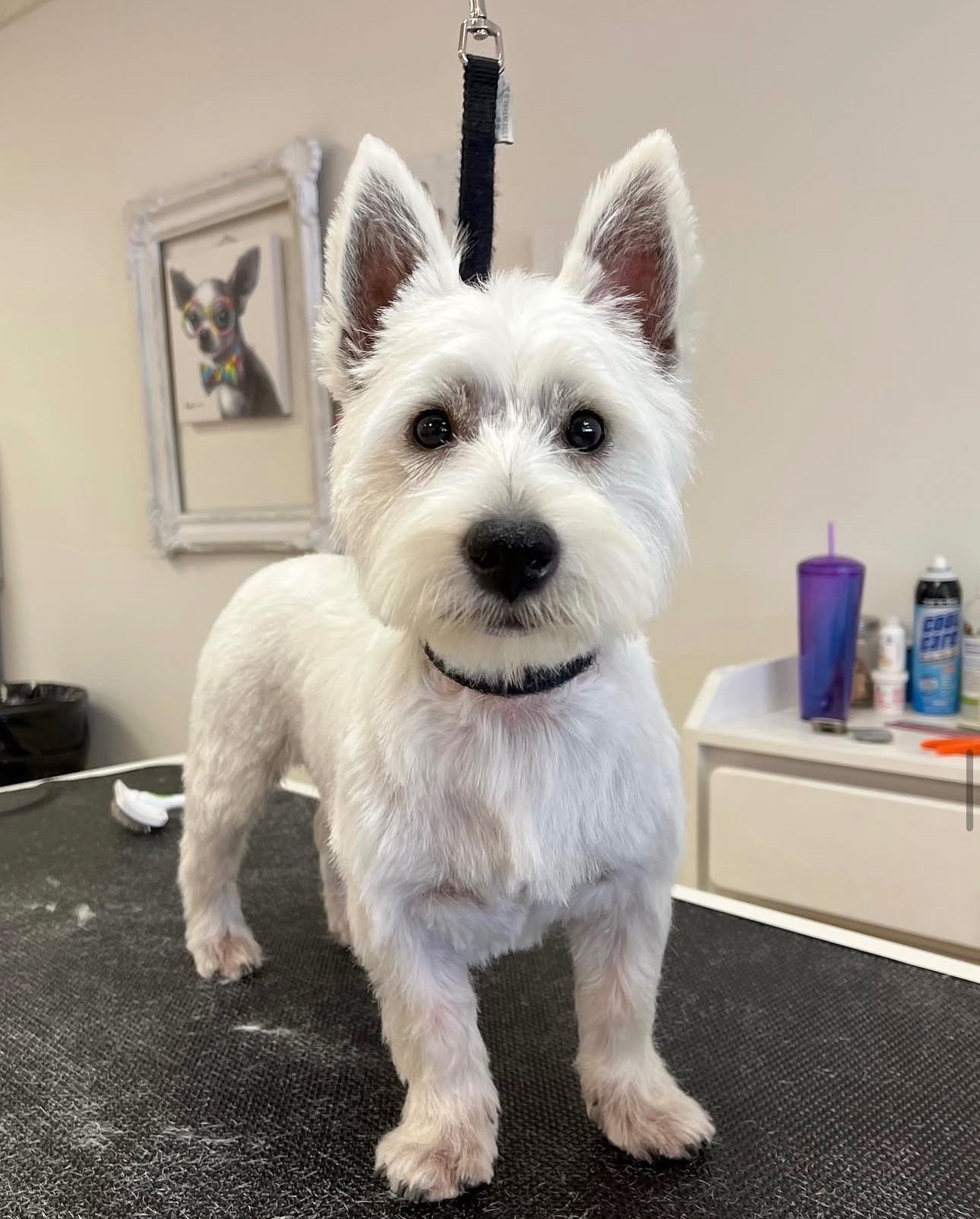 Groomed dog