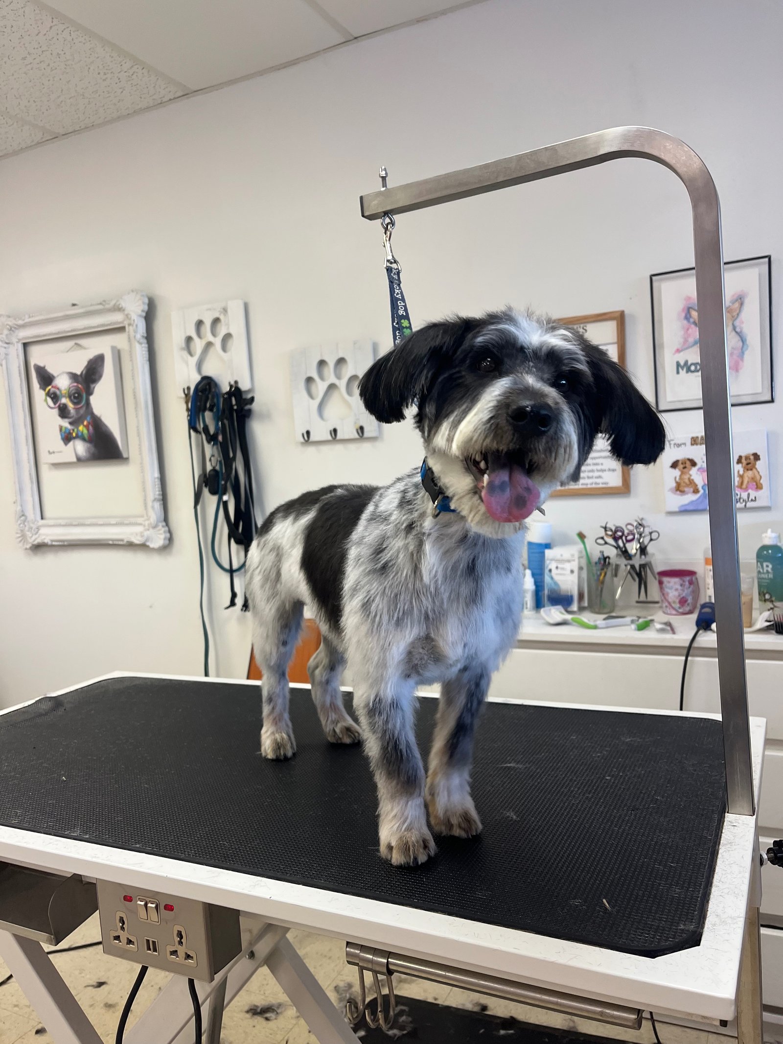 Groomed dog