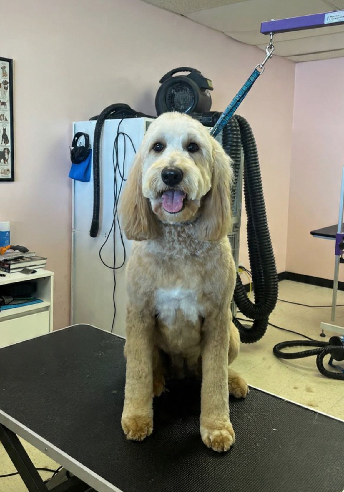 Styled dog