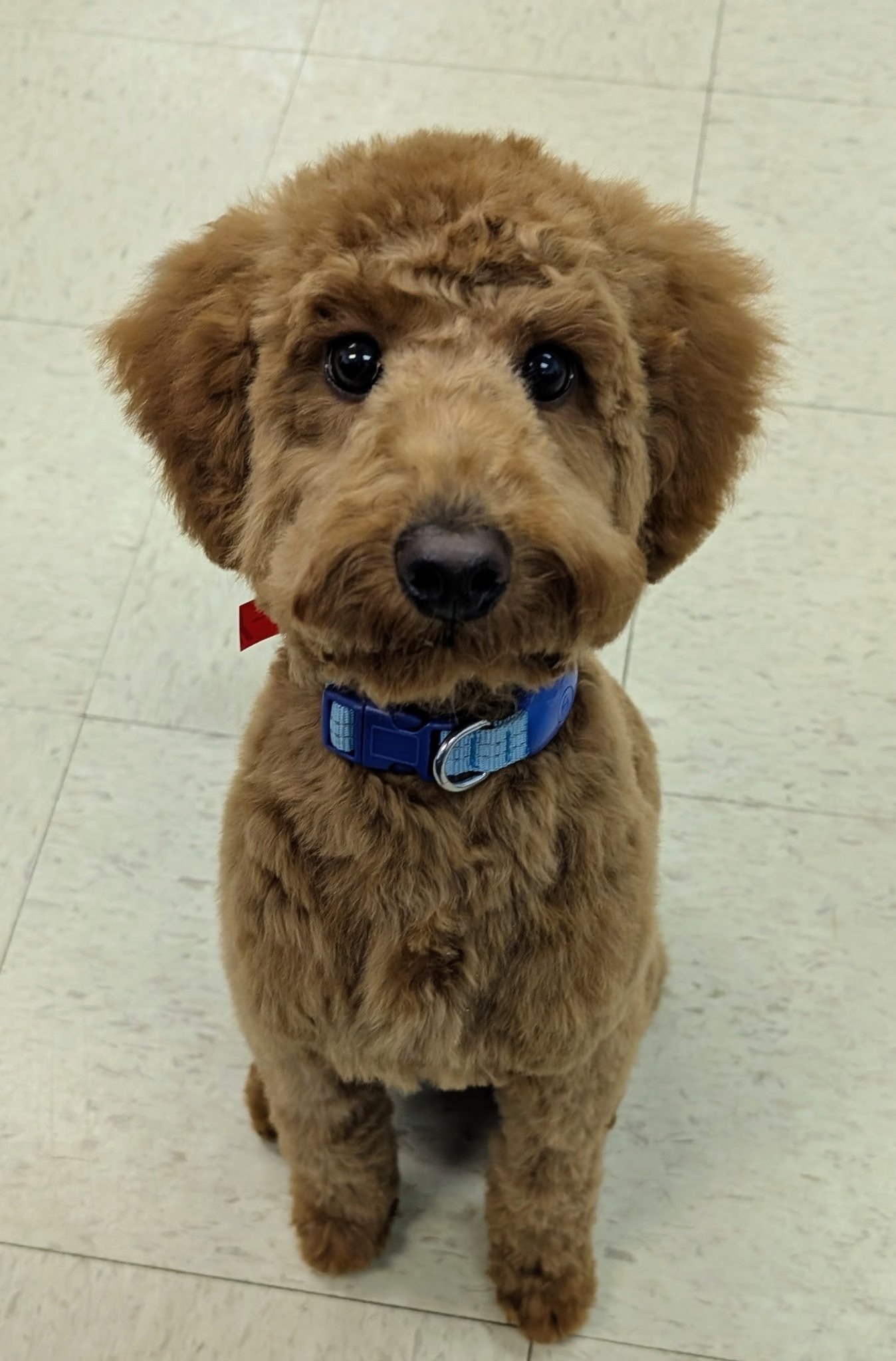 Happy groomed dog