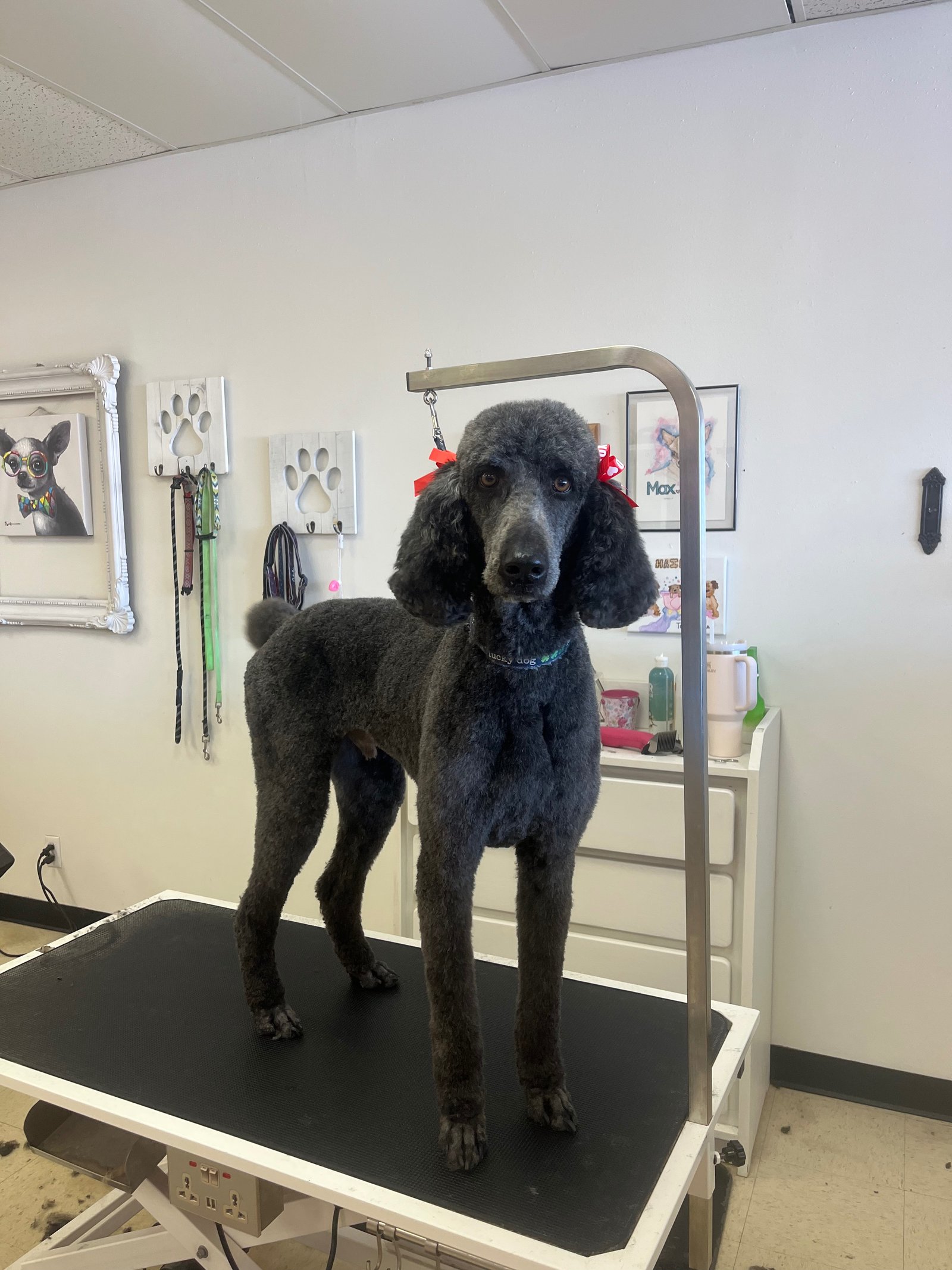 Groomed dog