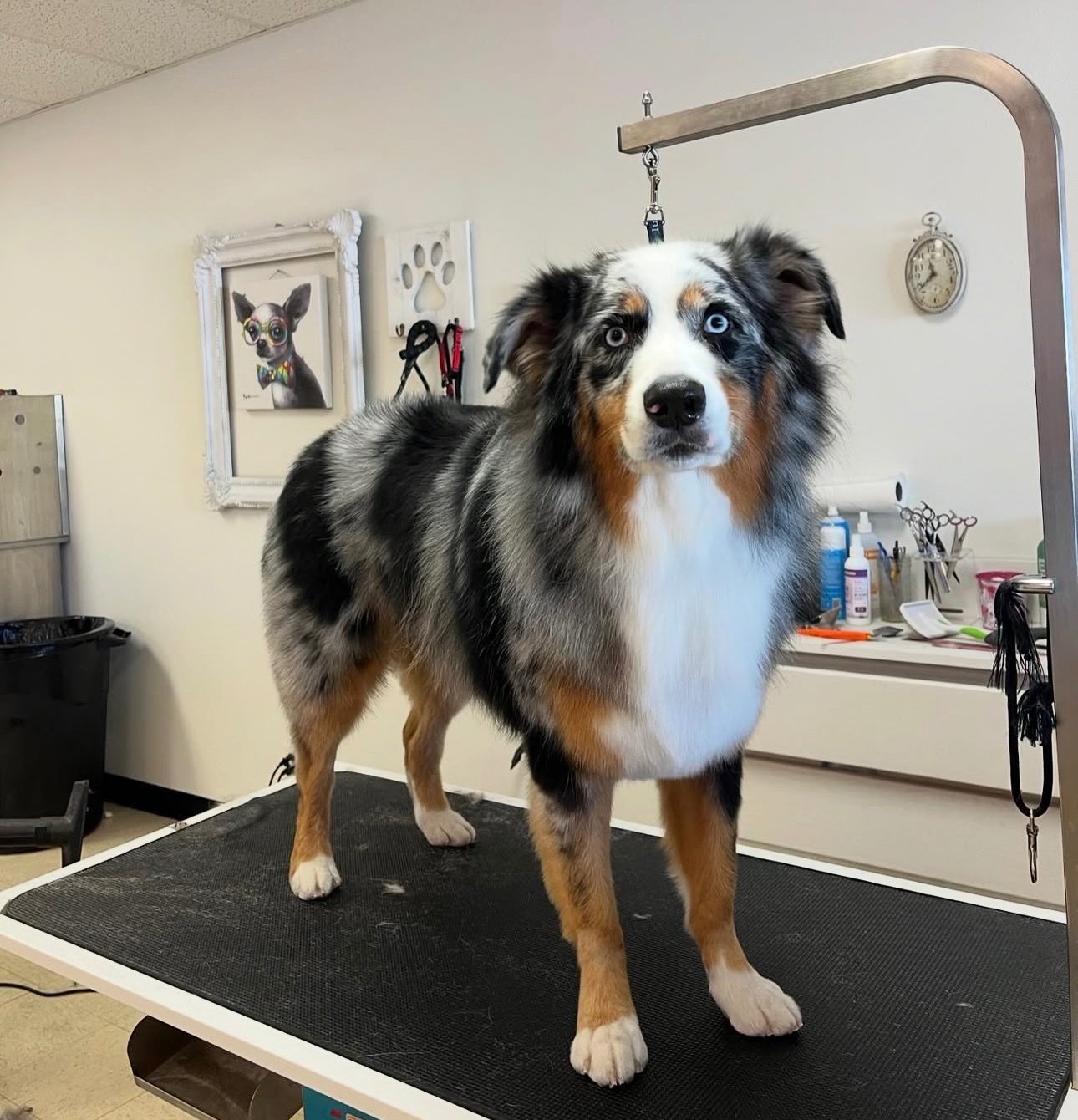 Adorable groomed dog