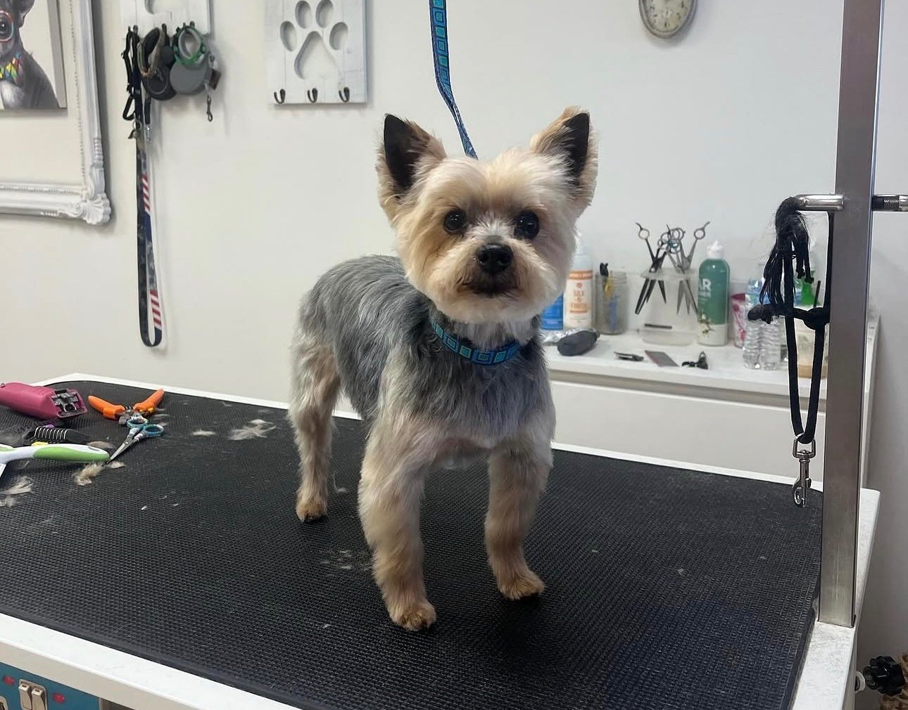 Groomed dog